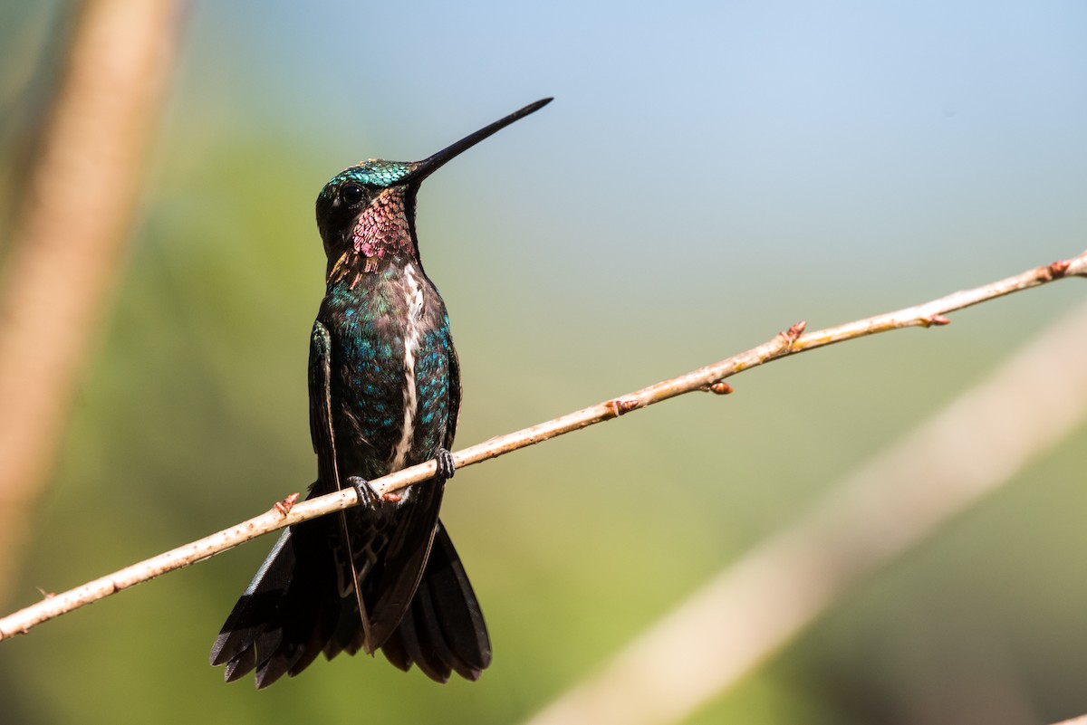 kolibřík fialovolímcový - ML320889141