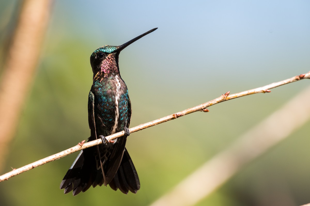 Stripe-breasted Starthroat - ML320889141