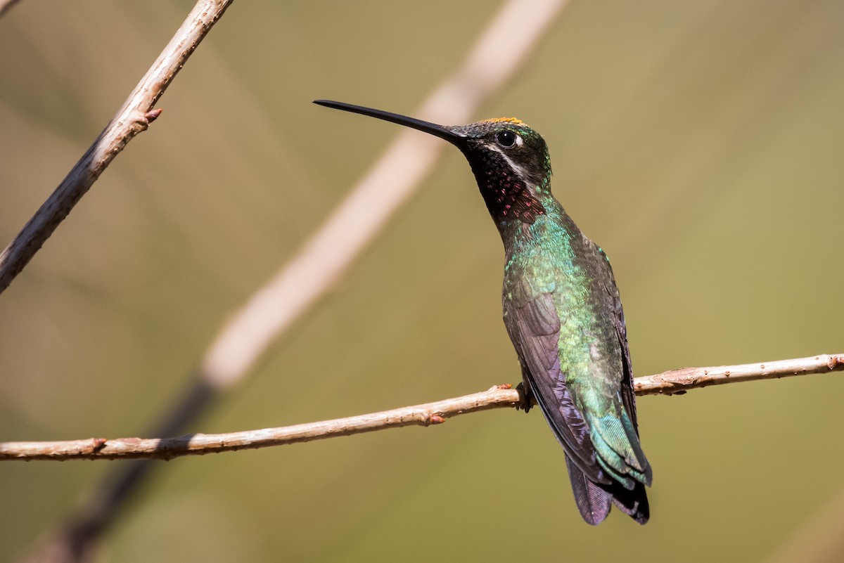 kolibřík fialovolímcový - ML320889161