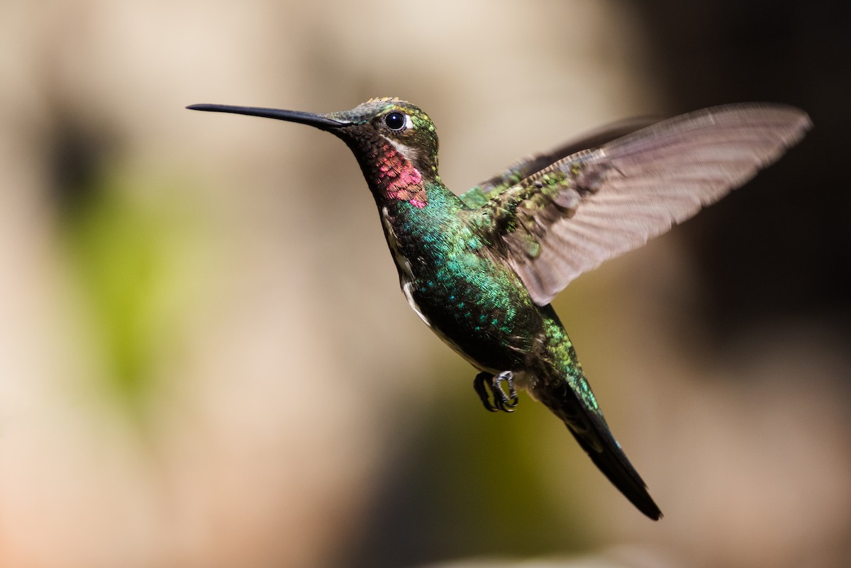 kolibřík fialovolímcový - ML320889171