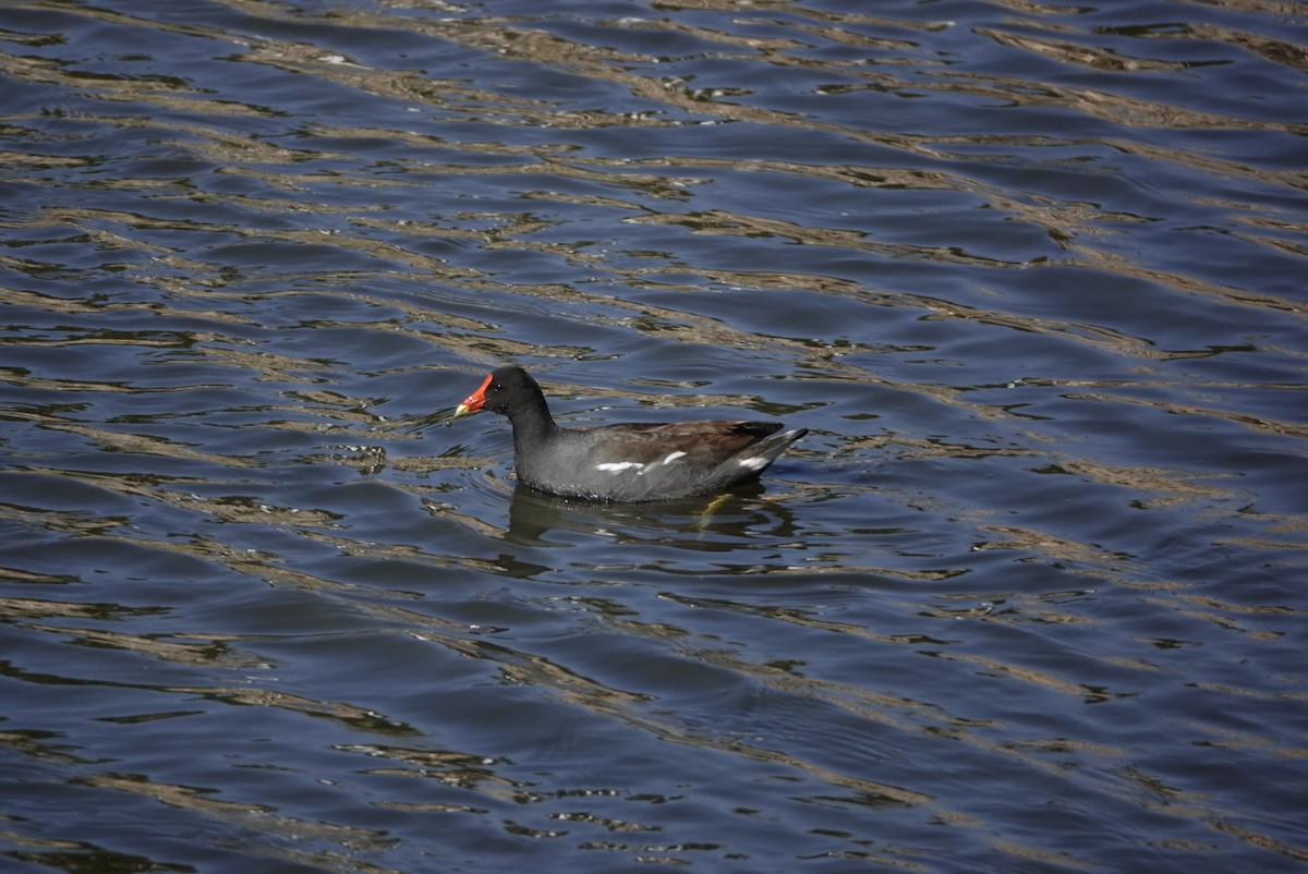Common Gallinule - ML320890161