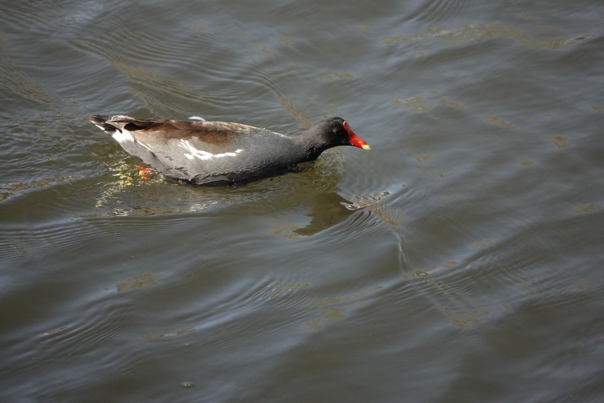 Common Gallinule - ML320890411