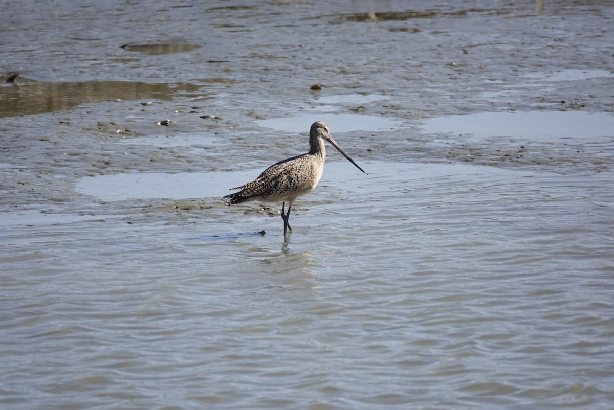 Marbled Godwit - ML320890651