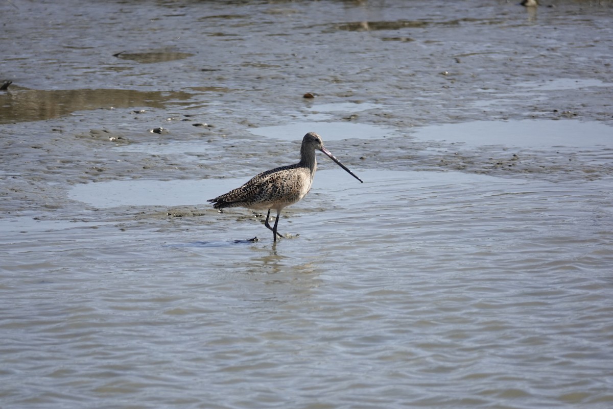 Marbled Godwit - ML320890661