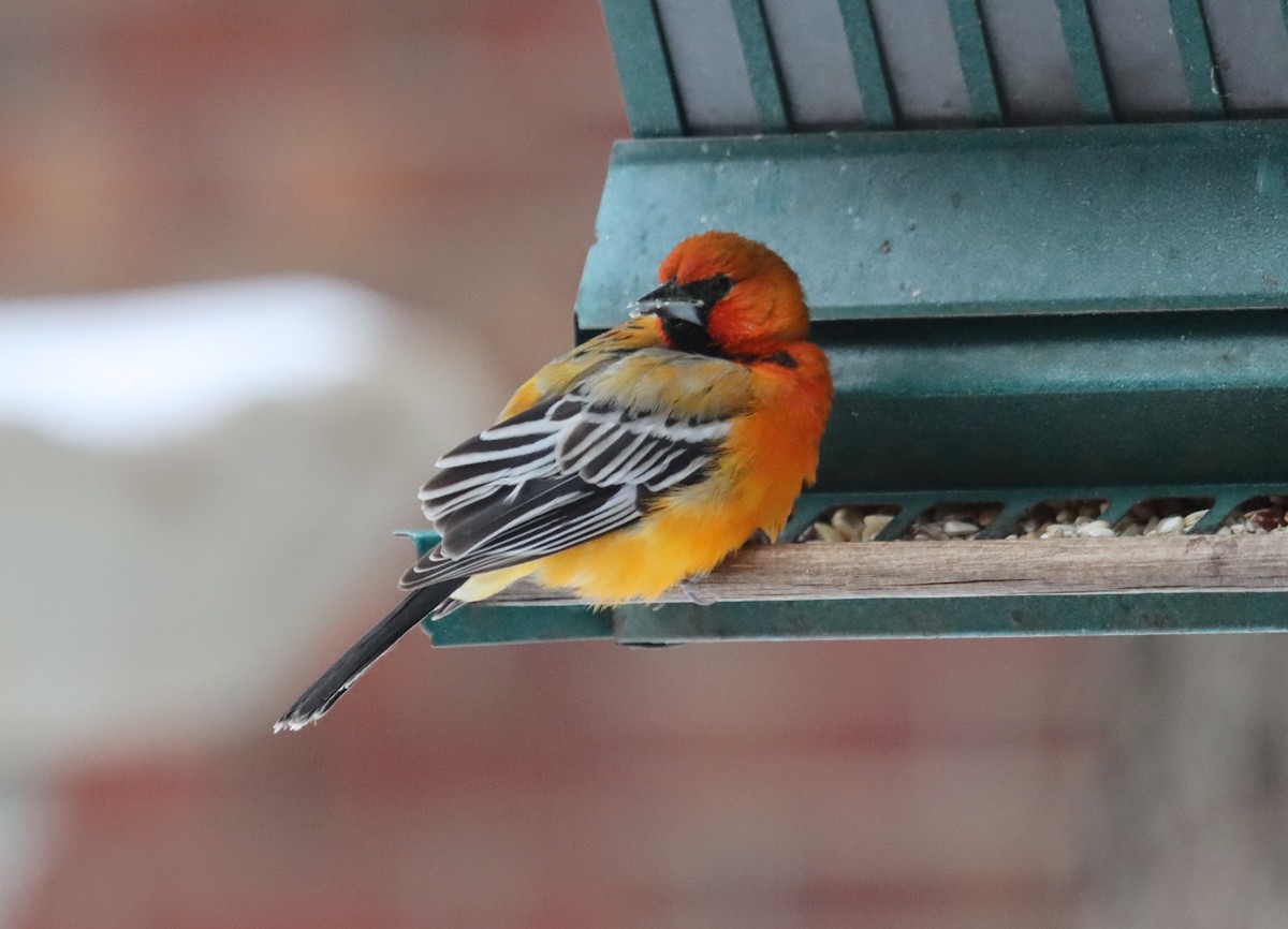 Streak-backed Oriole - ML320890871