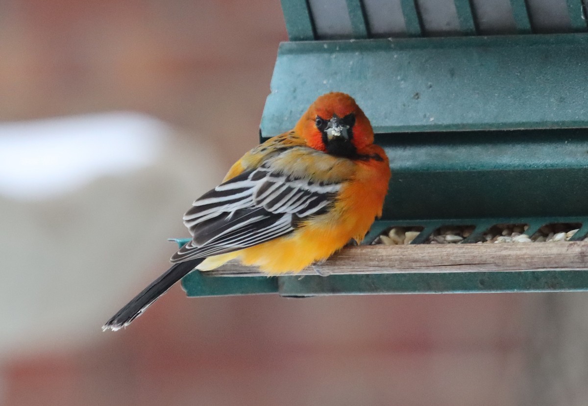 Streak-backed Oriole - ML320890881