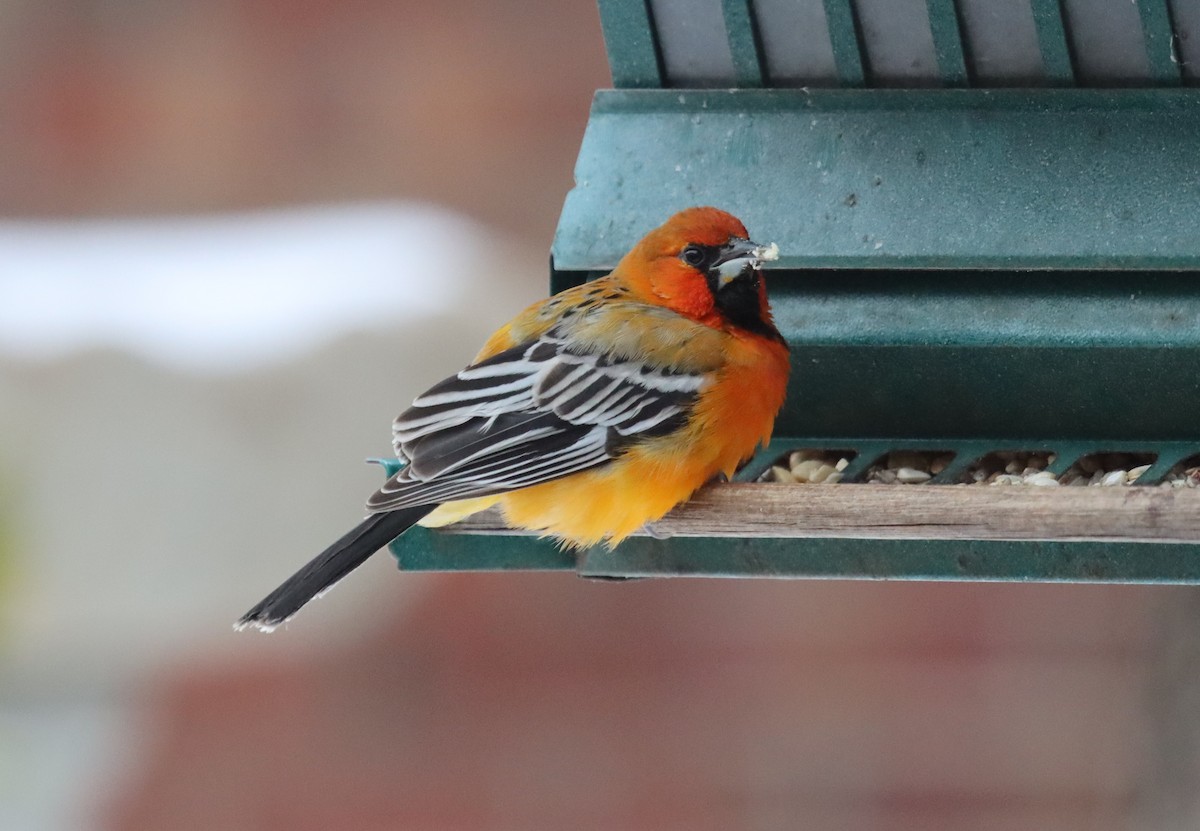 Streak-backed Oriole - ML320890891