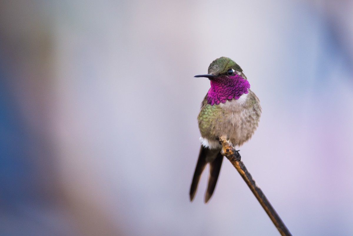 Colibri améthyste - ML320891031