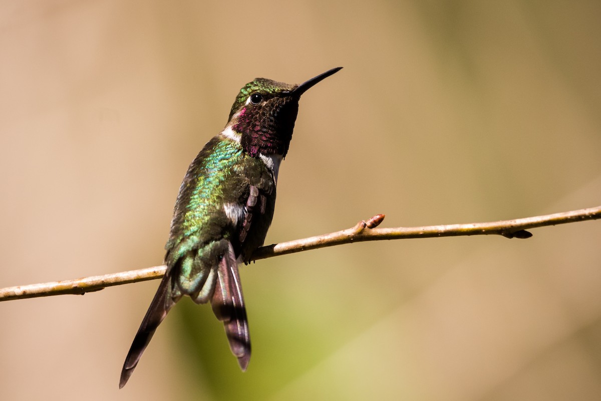 Colibri améthyste - ML320891091