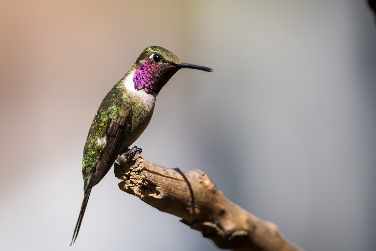 Colibri améthyste - ML320891101