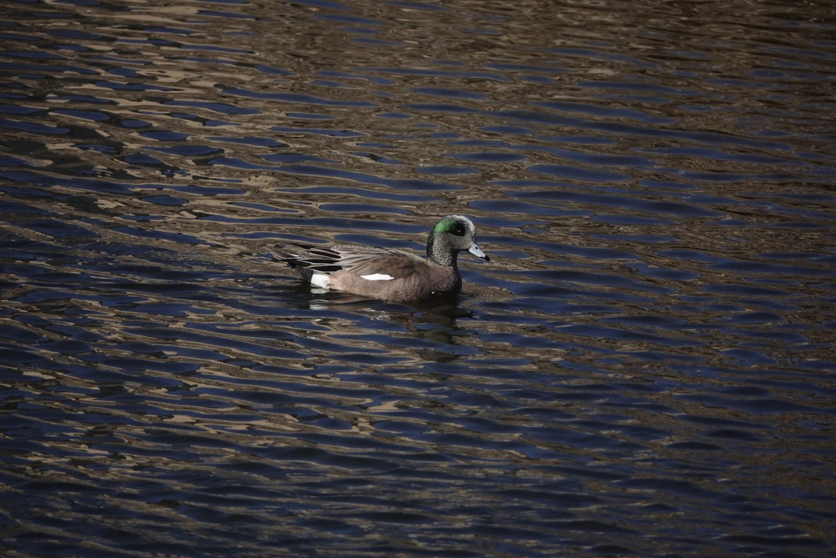 American Wigeon - ML320892981