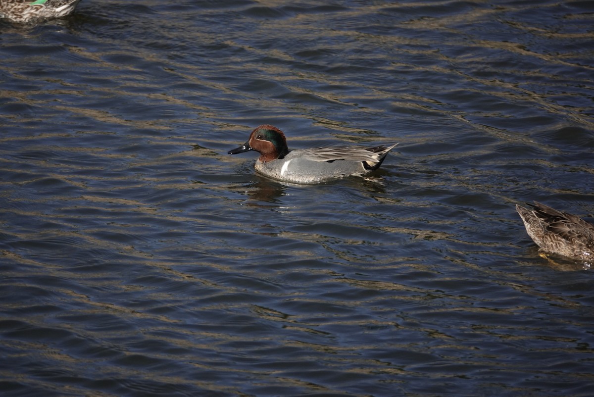 Green-winged Teal - ML320893051
