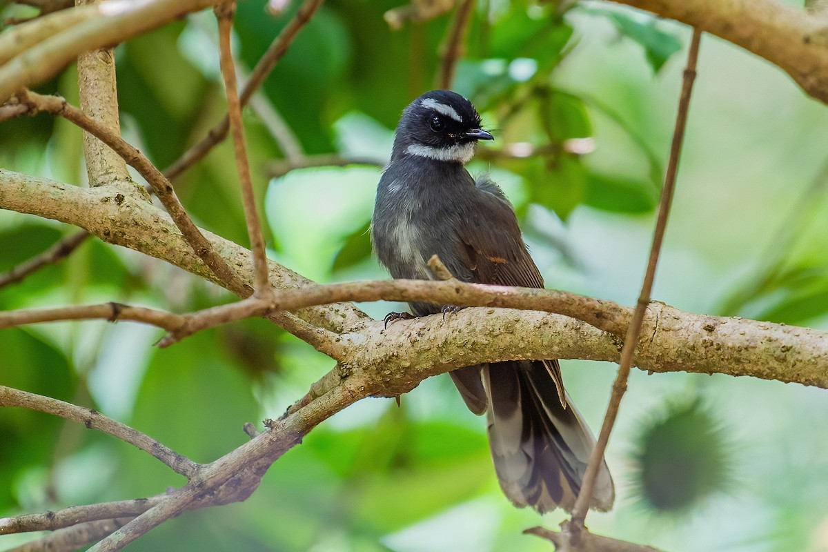 White-throated Fantail - ML320894931
