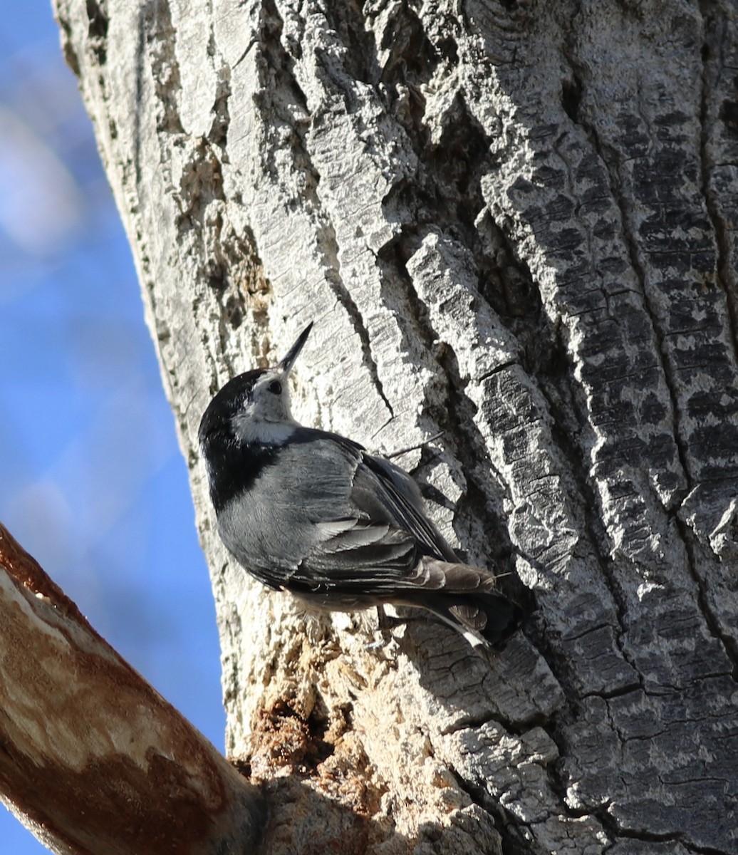 White-breasted Nuthatch - Matt Yawney