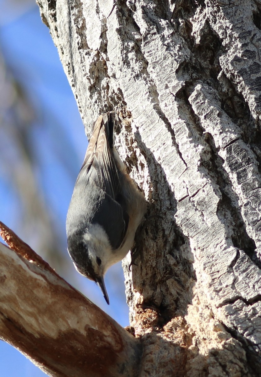 White-breasted Nuthatch - ML320895551