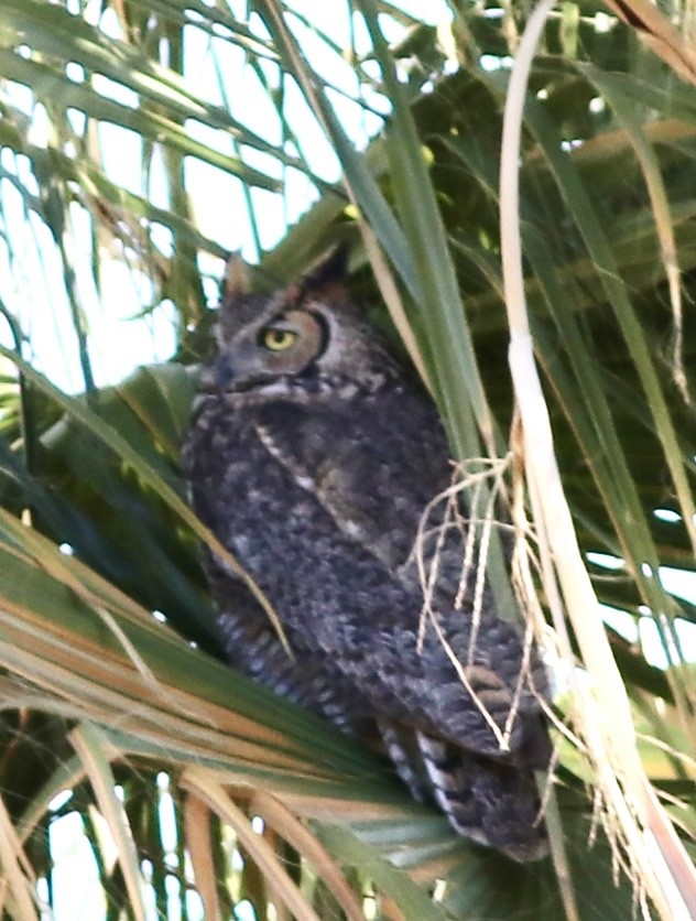 Great Horned Owl - ML320896071