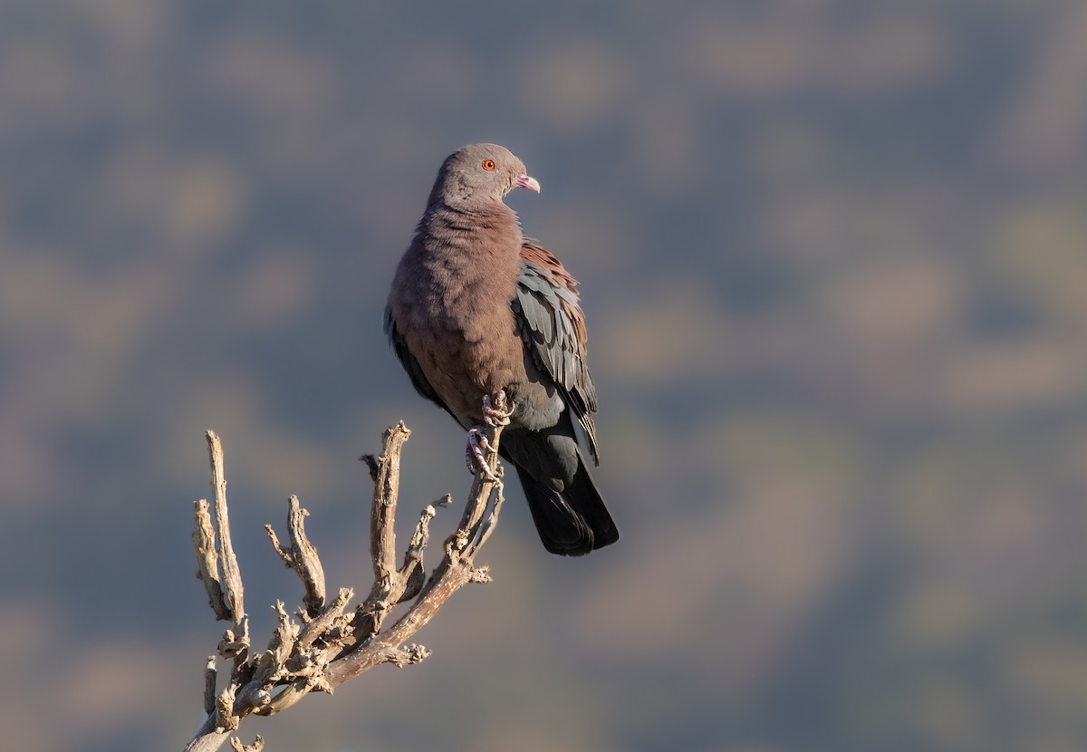 Red-billed Pigeon - ML320896891