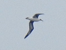 Темноспинный альбатрос - ML320897161