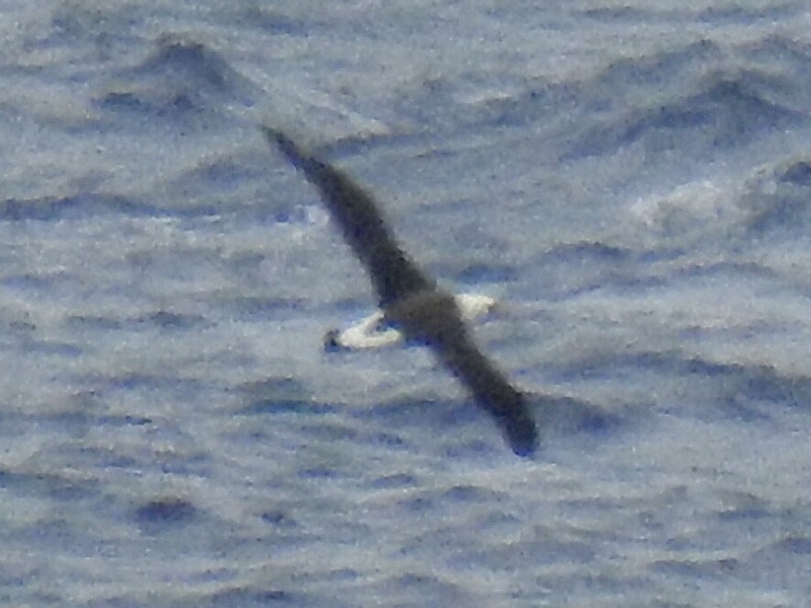 Темноспинный альбатрос - ML320897181