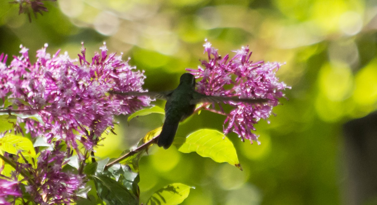 kolibřík skvrnkoprsý - ML320898411