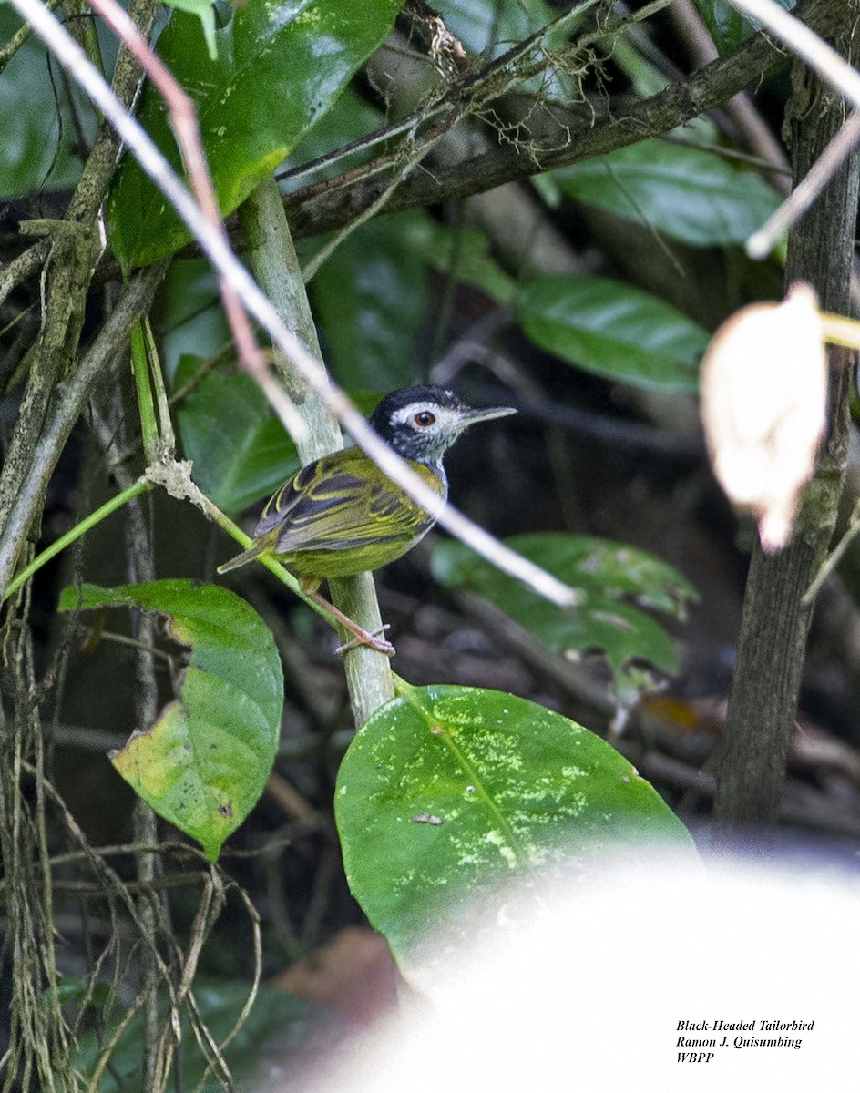 White-browed Tailorbird - Ramon Quisumbing