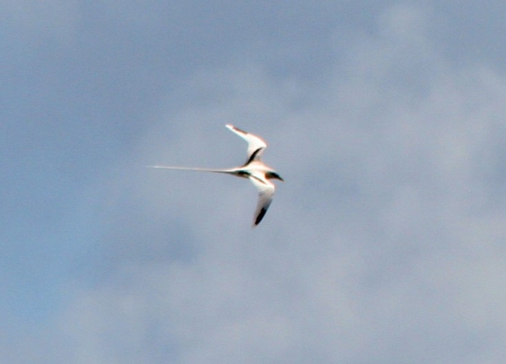 White-tailed Tropicbird - ML320900551