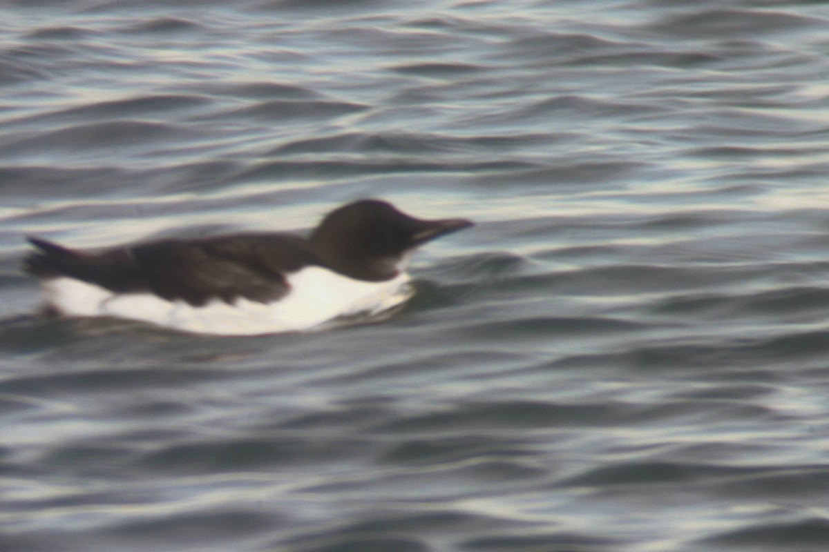 Thick-billed Murre - Rex Stanford