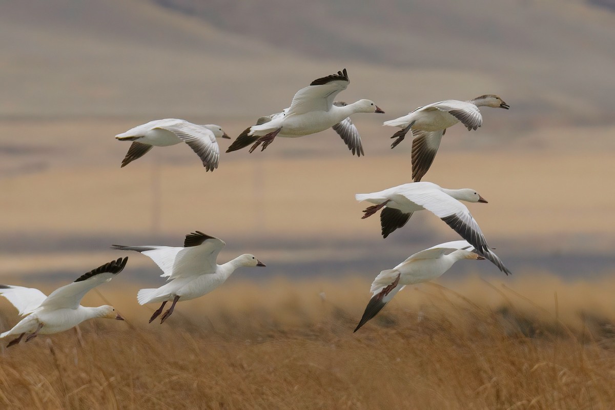 husa sněžní - ML320901111