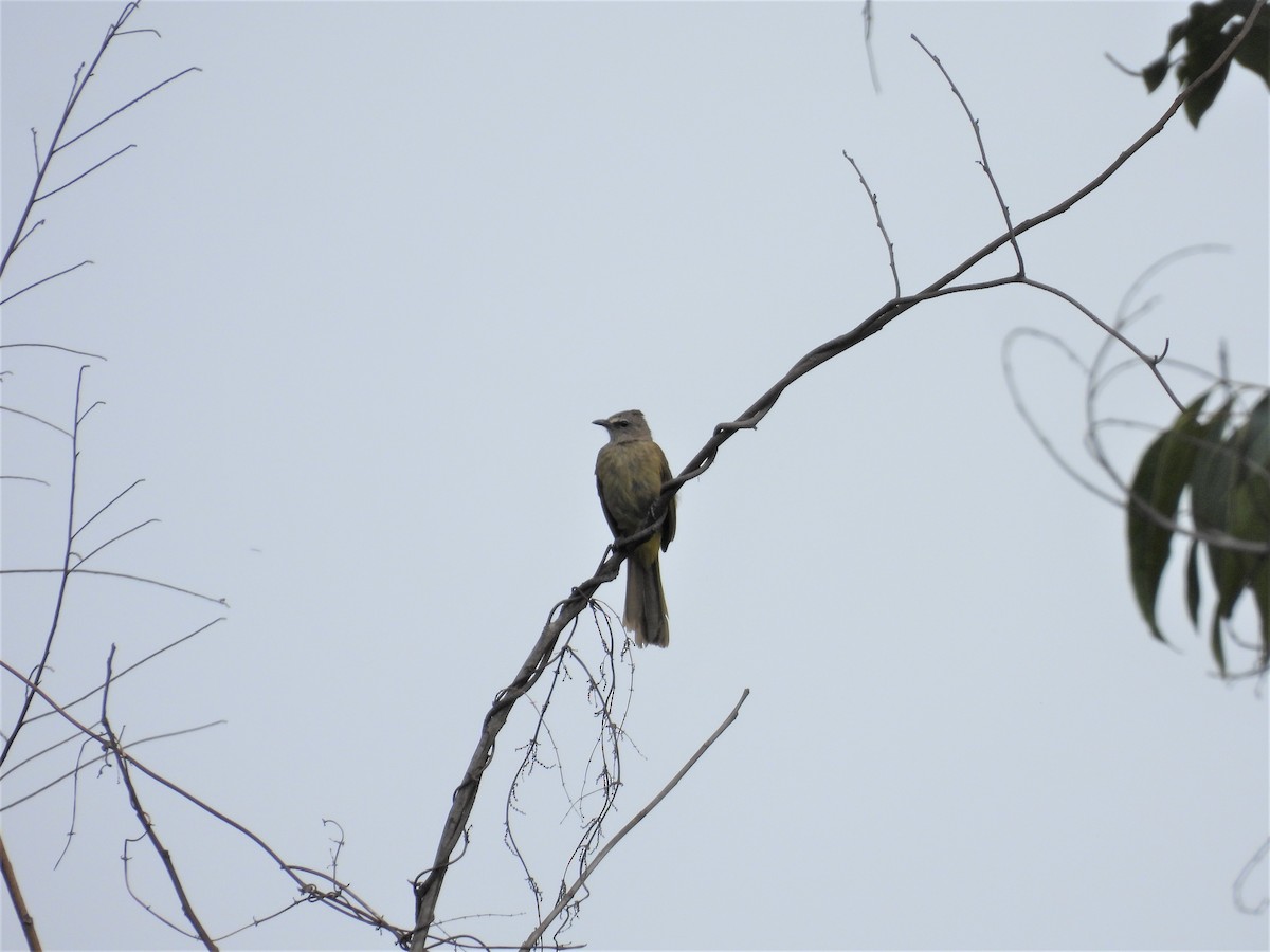 Flavescent Bulbul - Thananh KH.