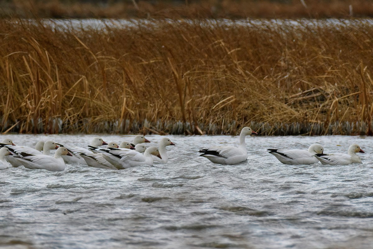 husa sněžní - ML320901171