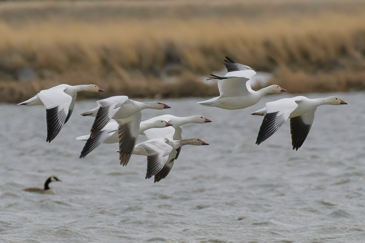 husa sněžní - ML320901251