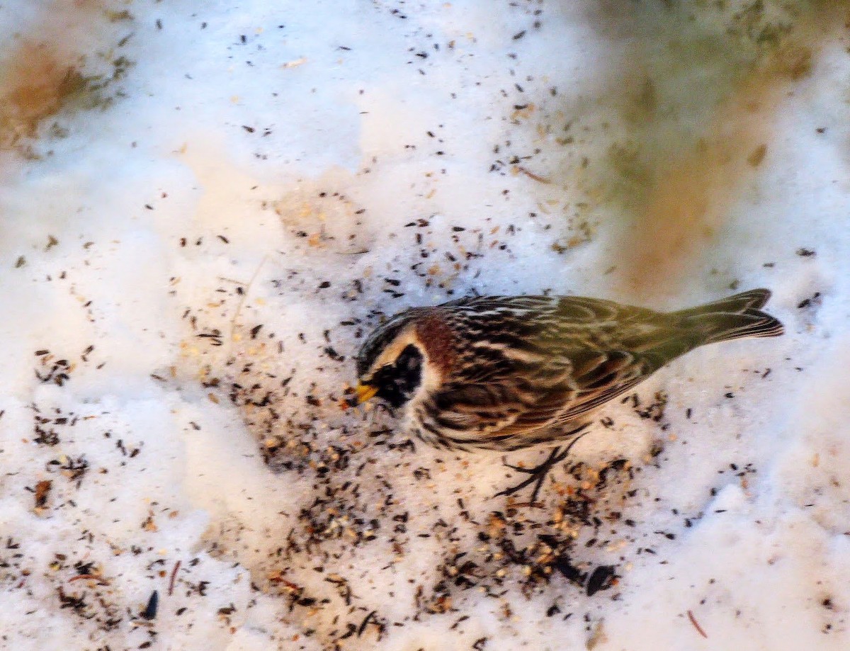 Lapland Longspur - ML320901531