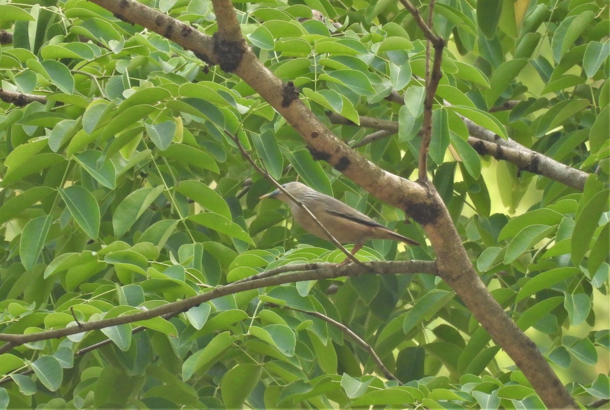Chestnut-tailed Starling - Thananh KH.