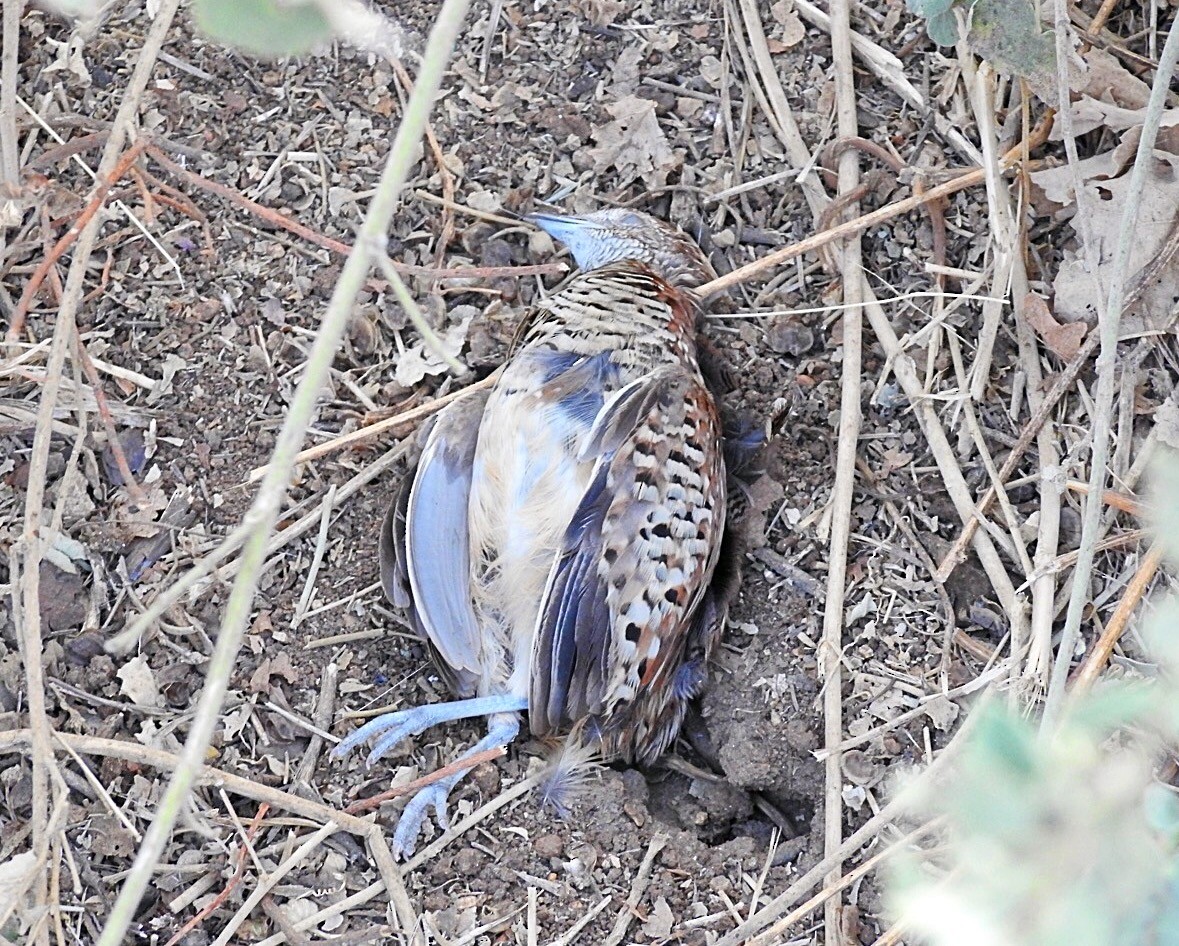 Barred Buttonquail - Sureshbabu K