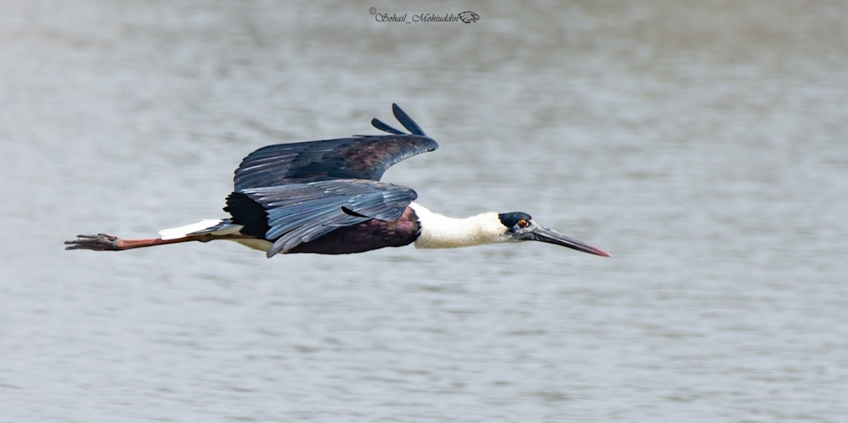 Asian Woolly-necked Stork - Sohail Mohiuddin