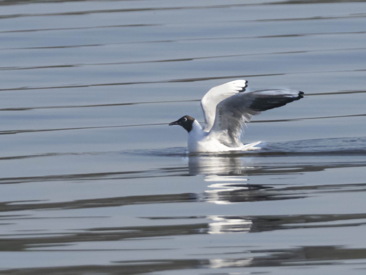 Black-headed Gull - ML320907721