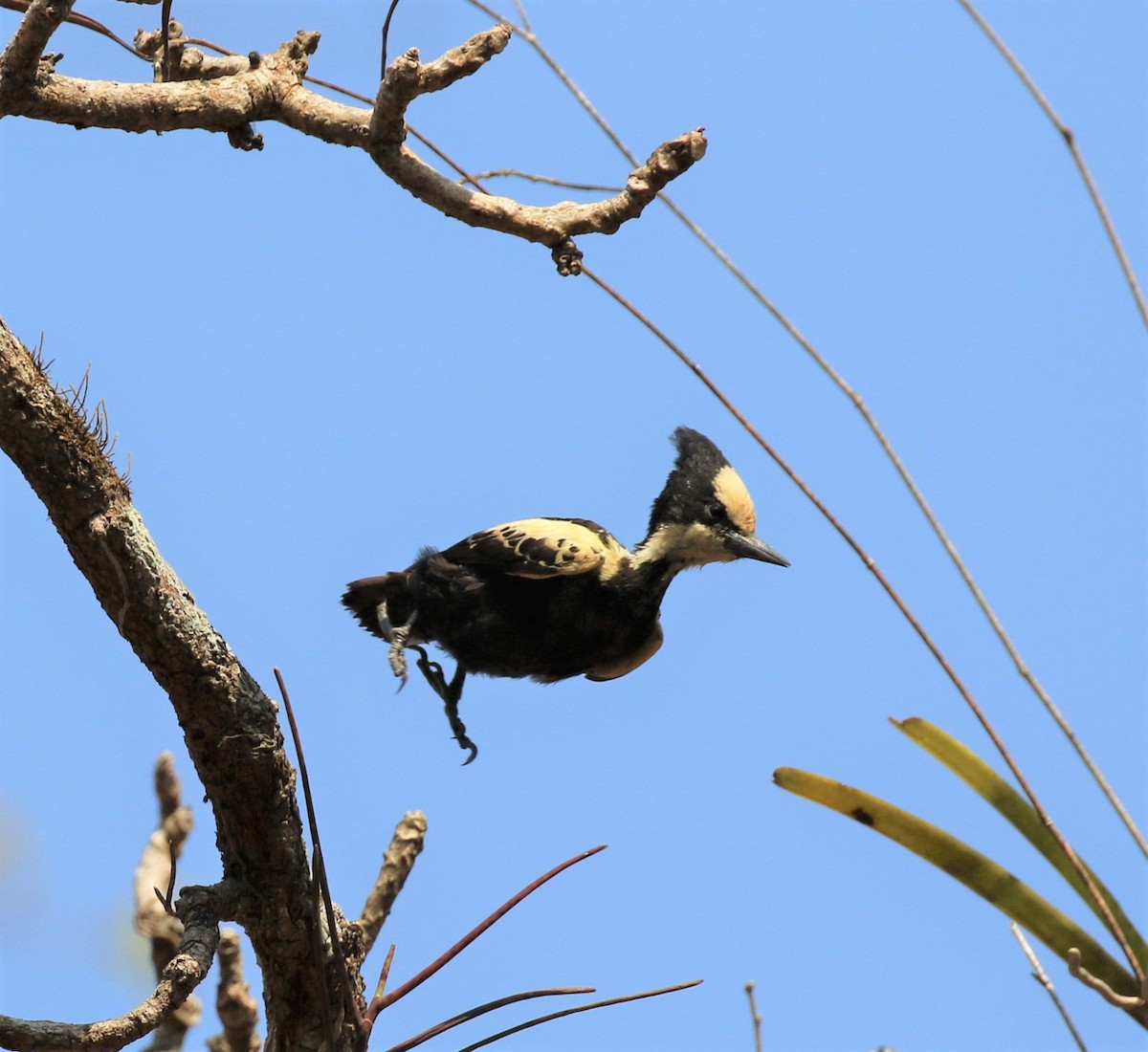 Heart-spotted Woodpecker - Nitin Marathe