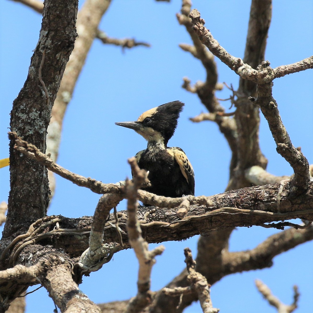 Heart-spotted Woodpecker - ML320907891