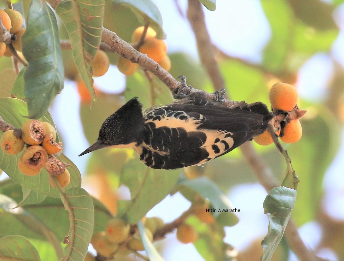 Heart-spotted Woodpecker - ML320907901