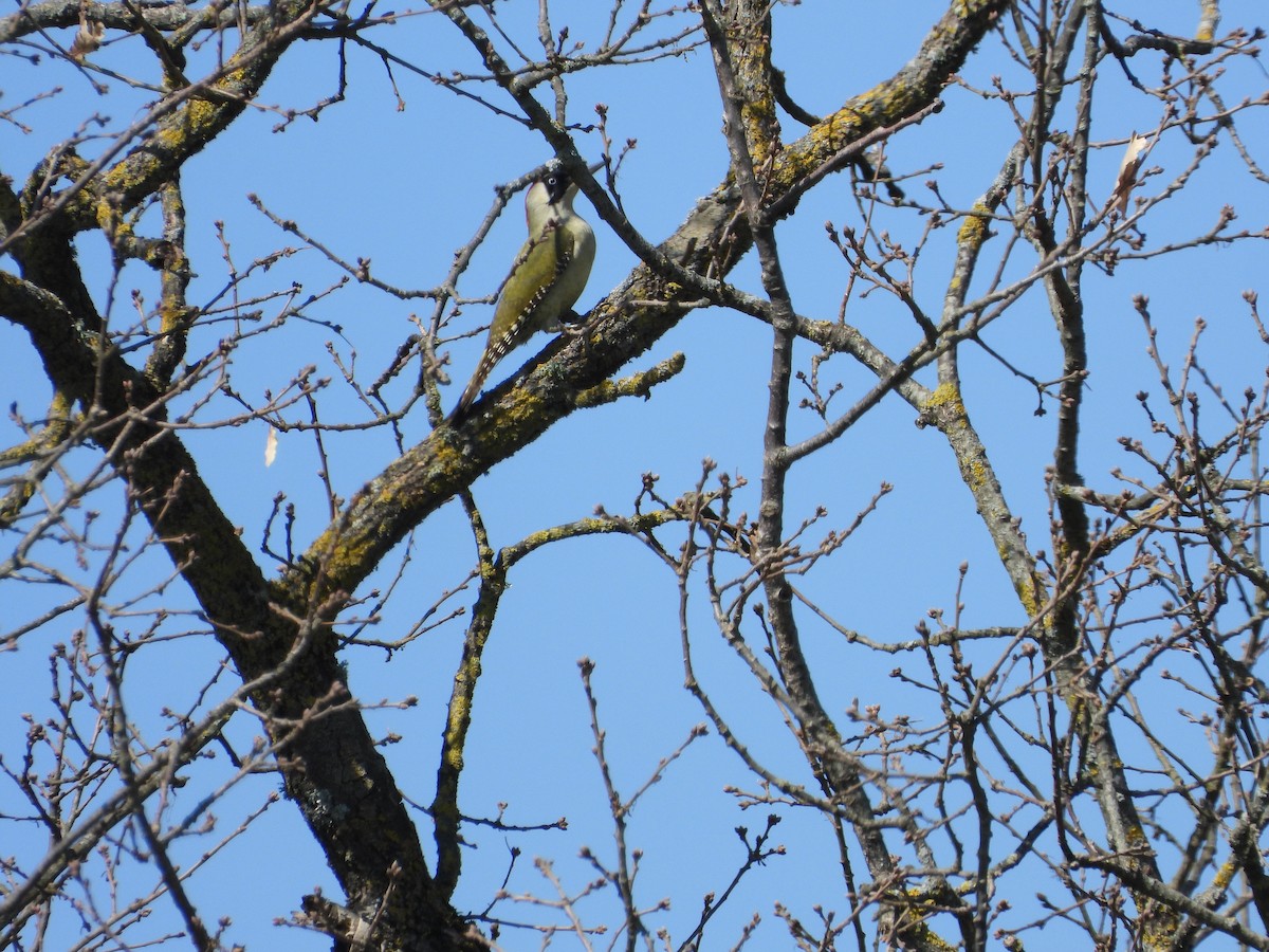 Eurasian Green Woodpecker (Eurasian) - ML320908061