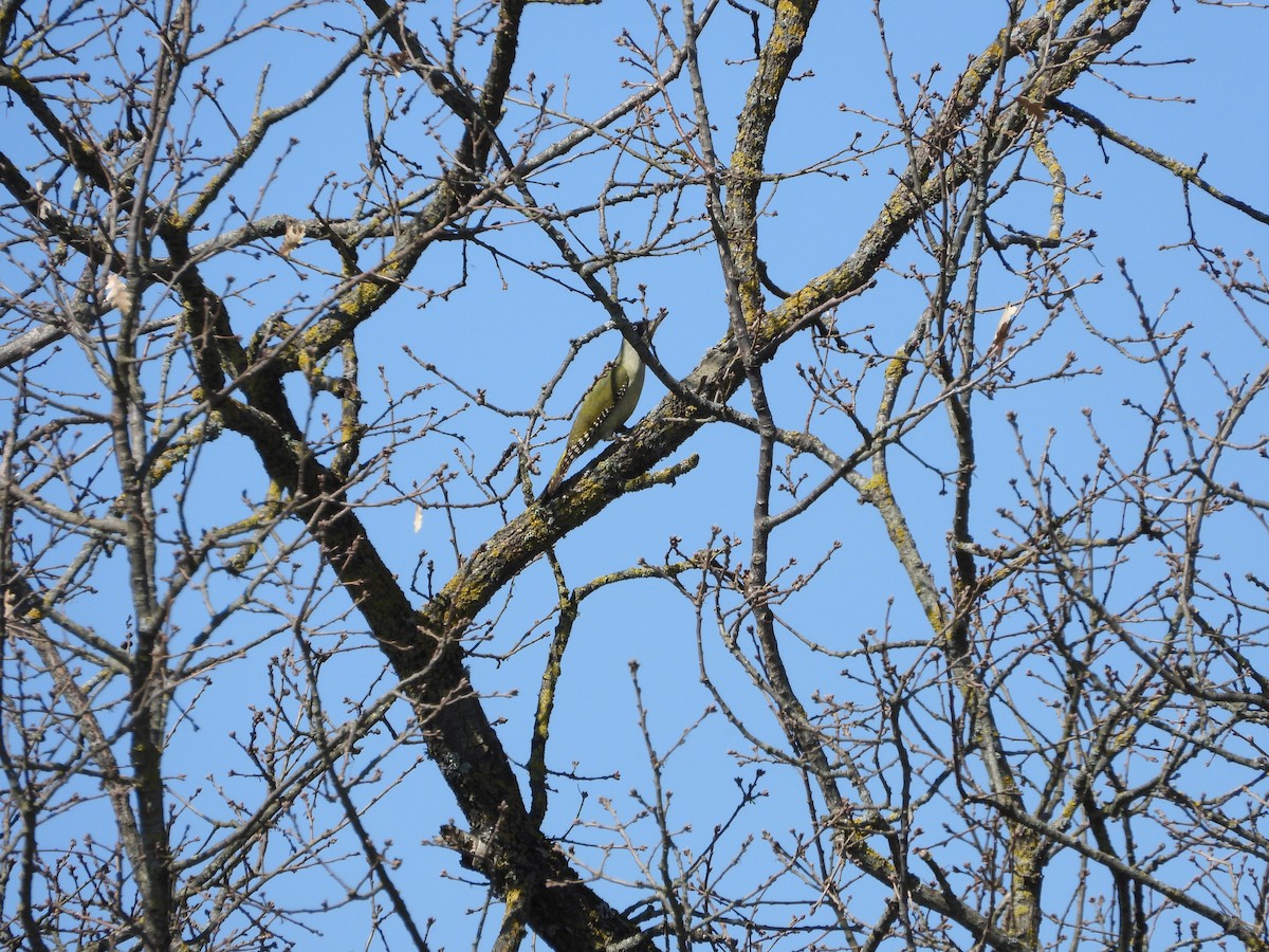 Eurasian Green Woodpecker (Eurasian) - ML320908071