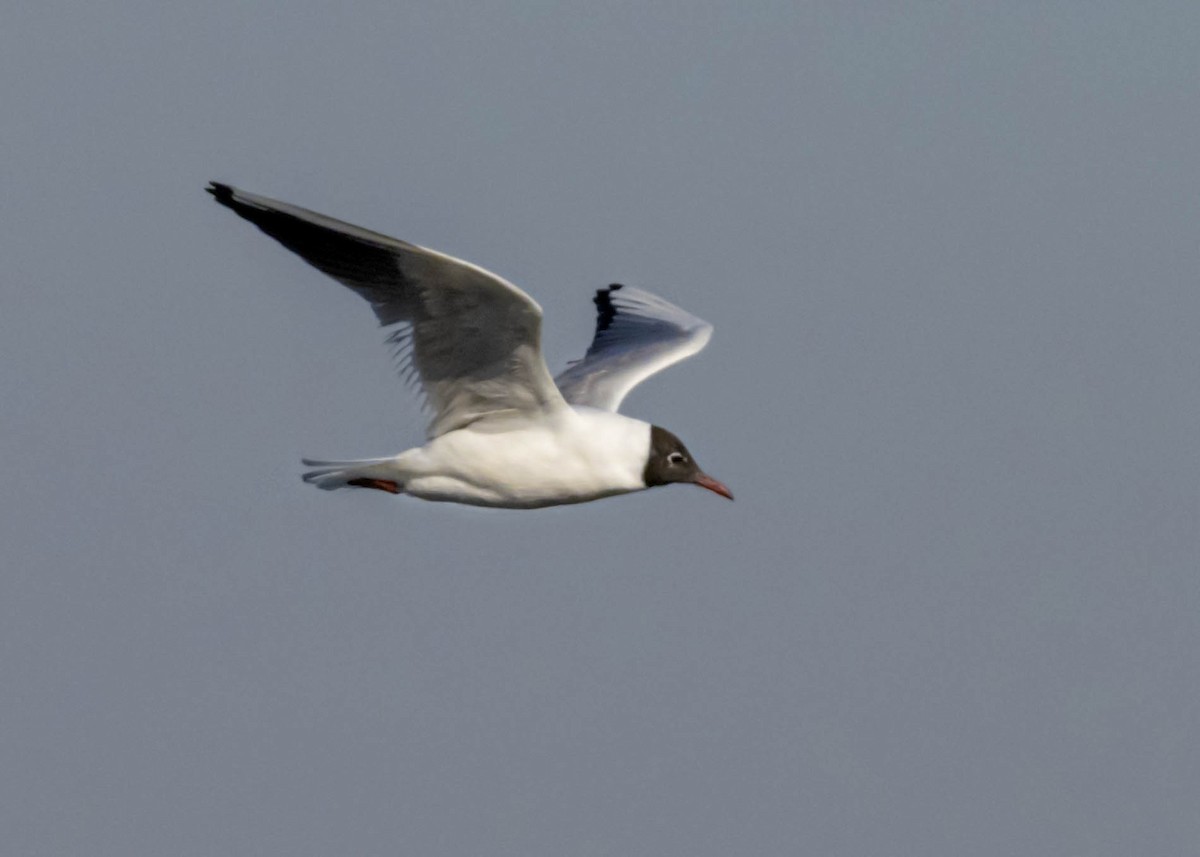 Black-headed Gull - ML320908101