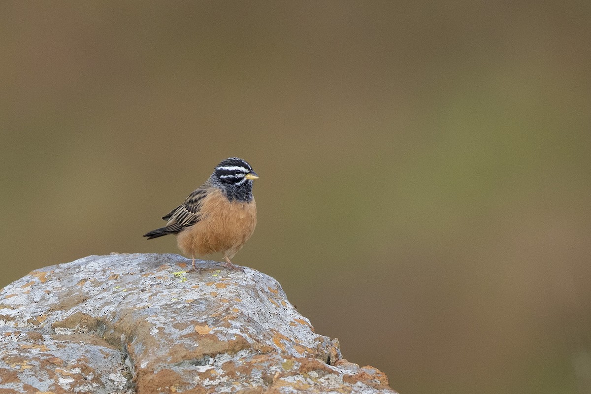 Cinnamon-breasted Bunting - Niall D Perrins