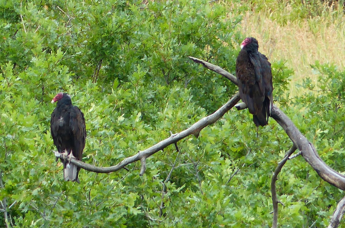 Turkey Vulture - Michael Emenaker