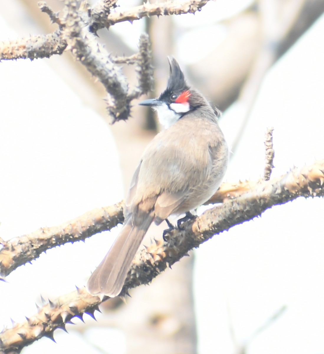 Red-whiskered Bulbul - ML320913031