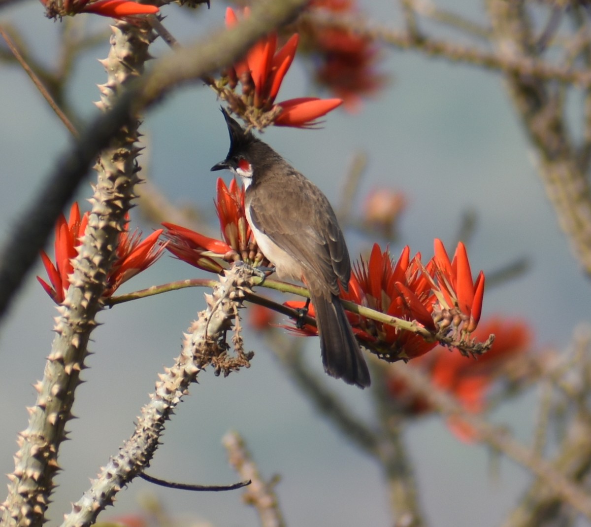 Red-whiskered Bulbul - ML320913041