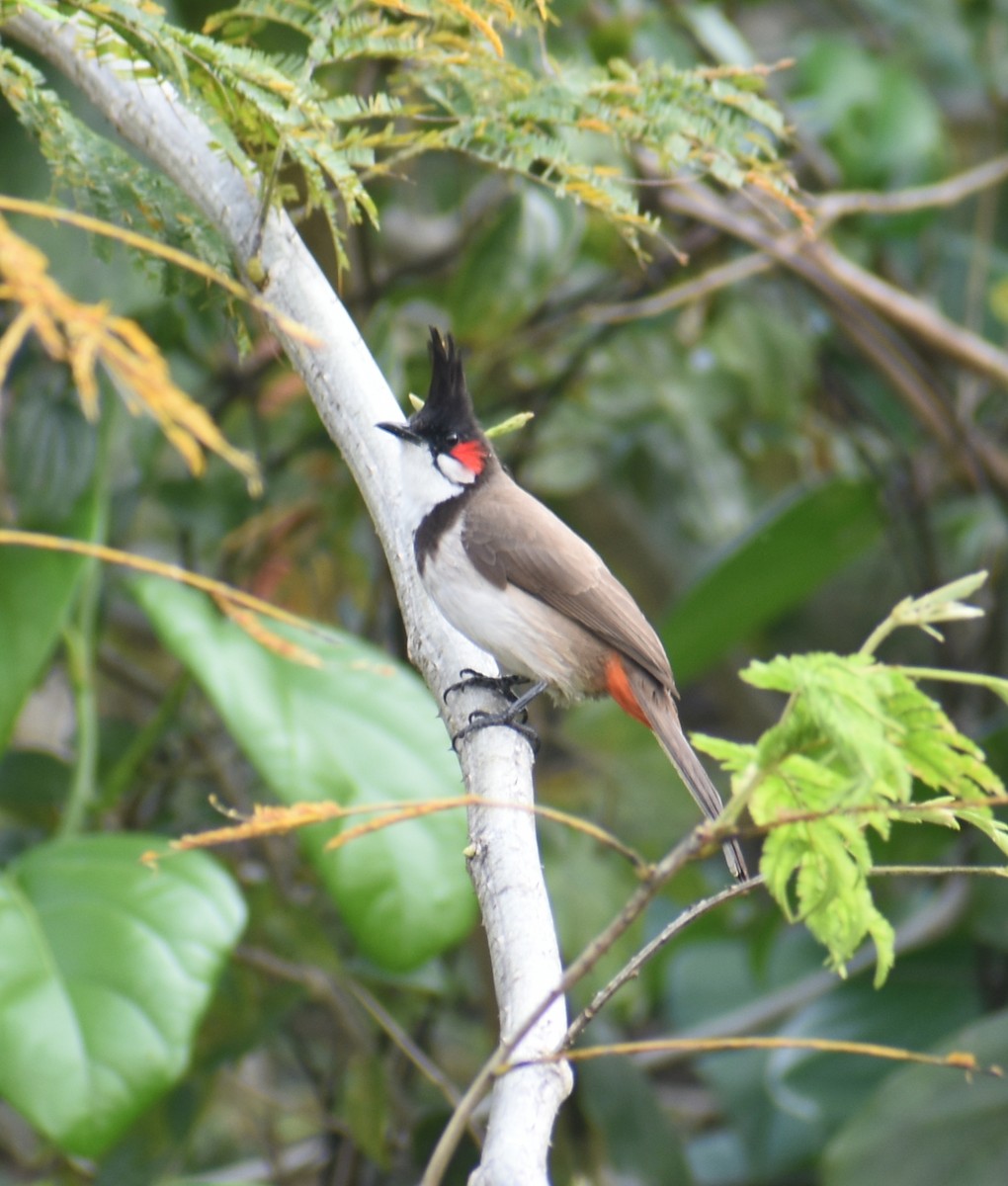 Red-whiskered Bulbul - ML320913121