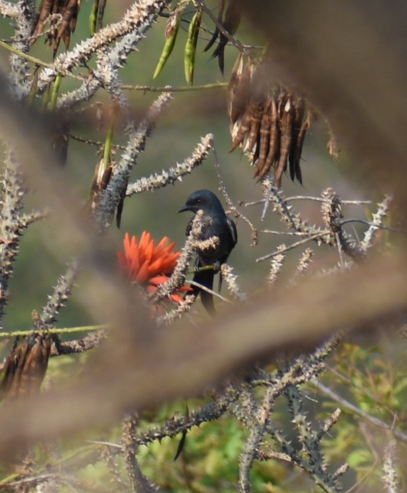 Ashy Drongo - ML320913141