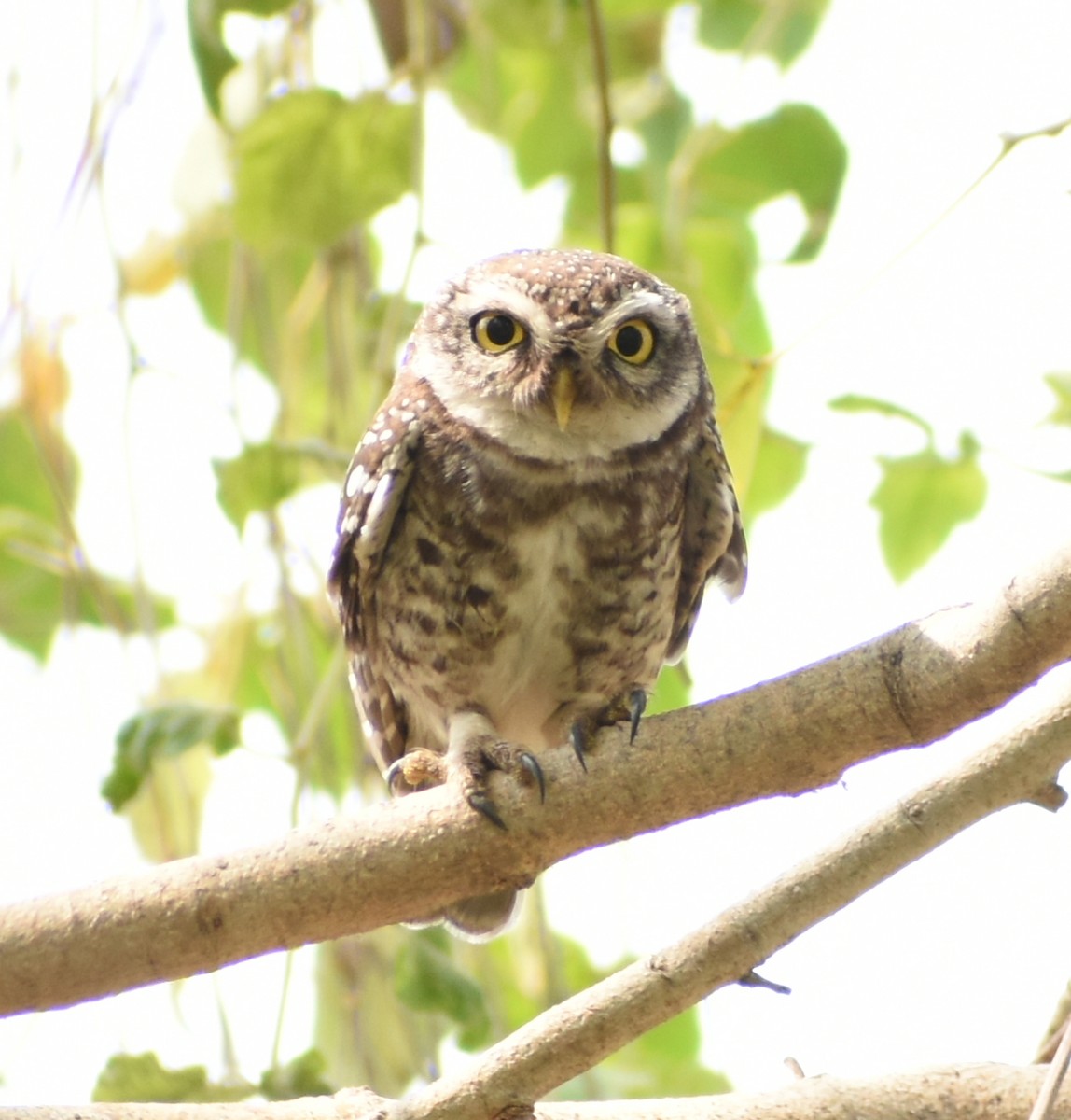 Spotted Owlet - ML320913381