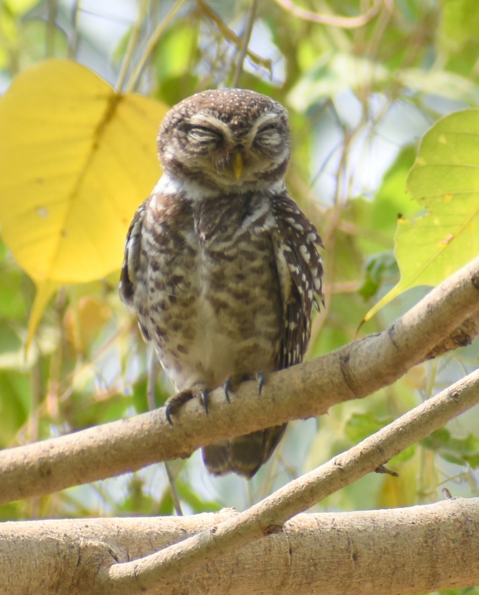 Spotted Owlet - ML320913391
